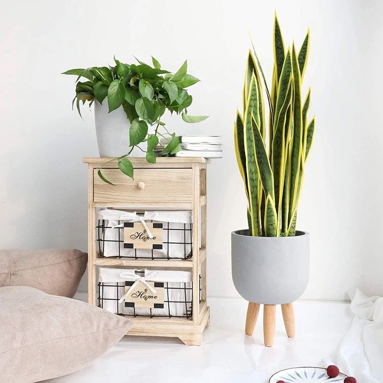 Real Touch Yellow Sansevieria ( Snake Plant)