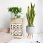 Real Touch Yellow Sansevieria ( Snake Plant)